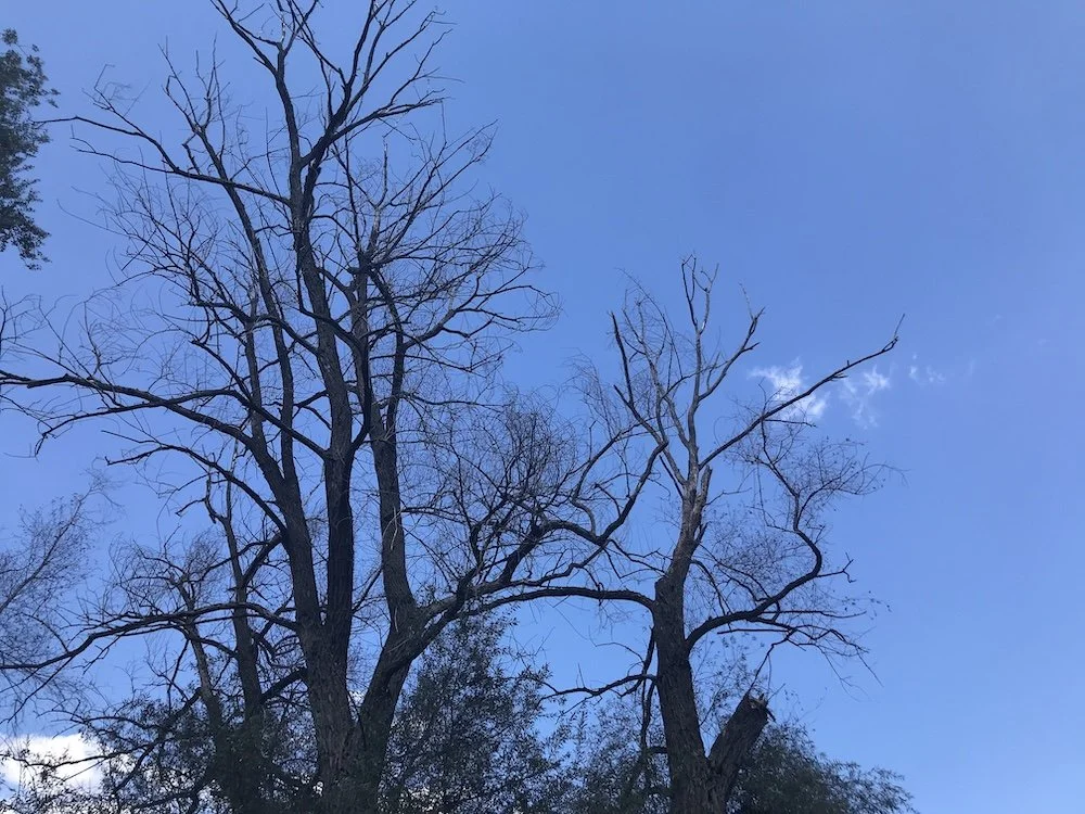 Birthday walk in Cacak_07.JPG