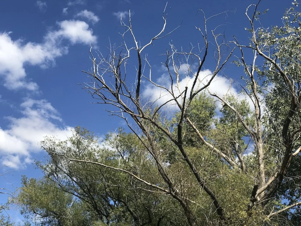 Birthday walk in Cacak_10.JPG