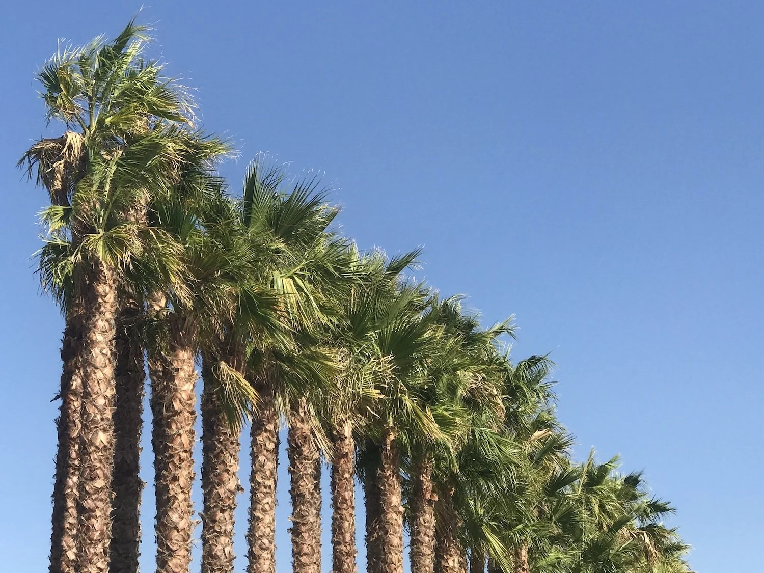 Happy New Year - 2026