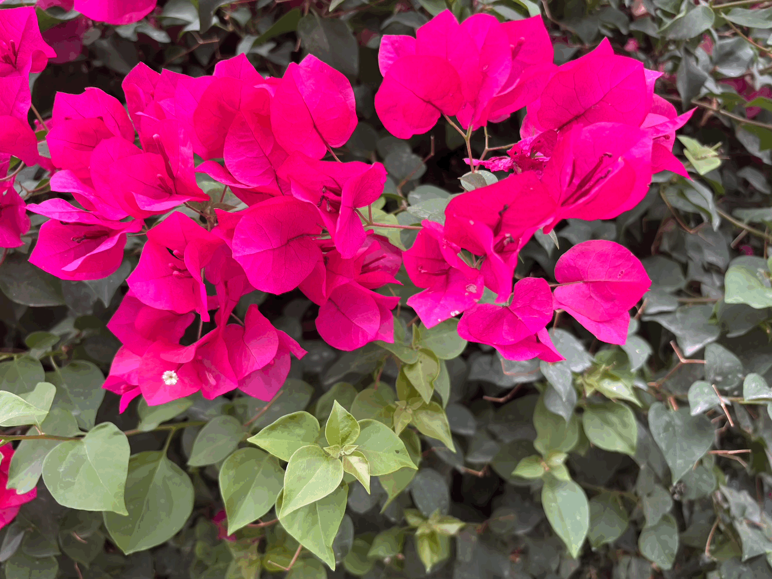 Eid Al Fitr and Nowruz 2026