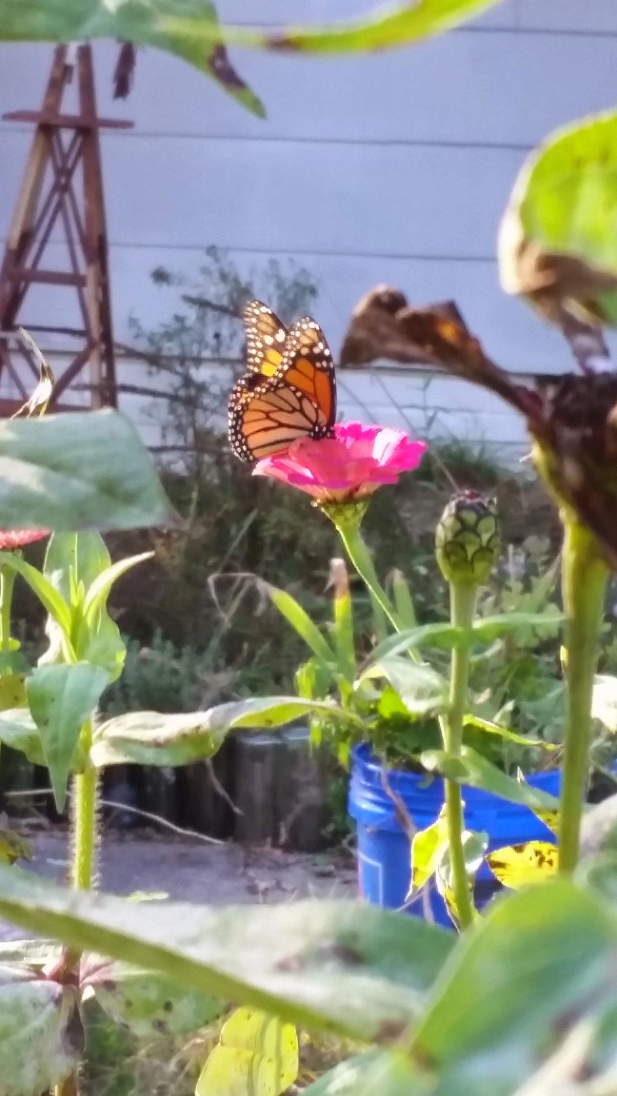 Monarch on Zinnia Durham NC