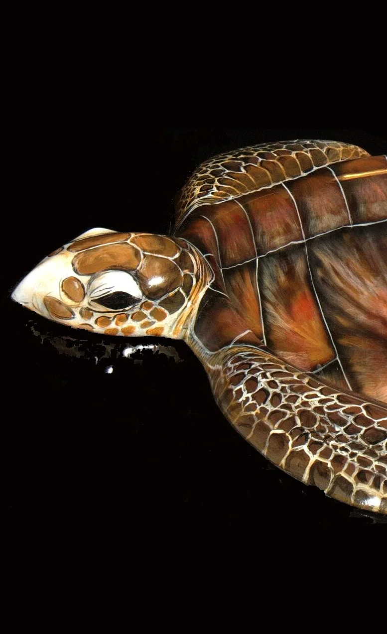 Sea Turtle Sink View Without Drain.jpg