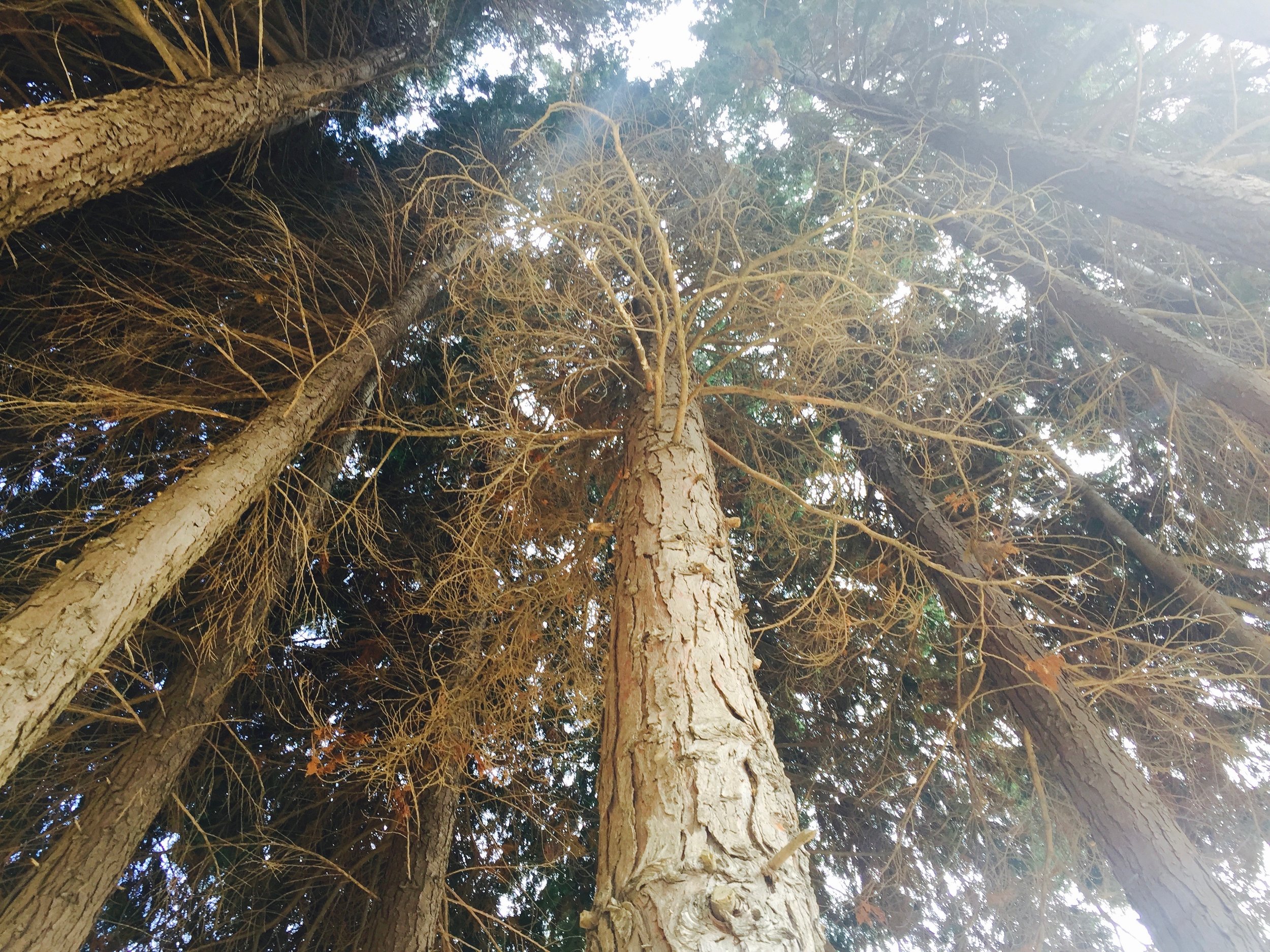 Seeing Cypresses with Catherine C.
