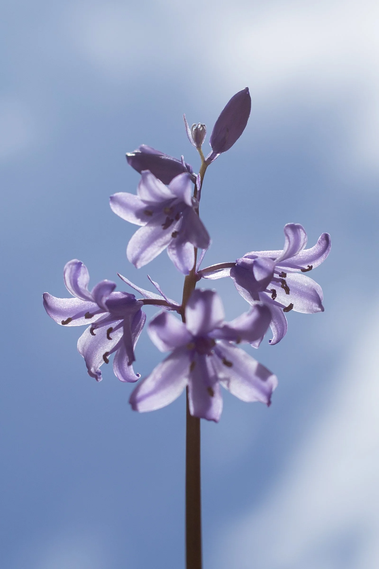 EMMAFENSKEPHOTOGRAPHY- Purple Blue Bellsjpg.jpg