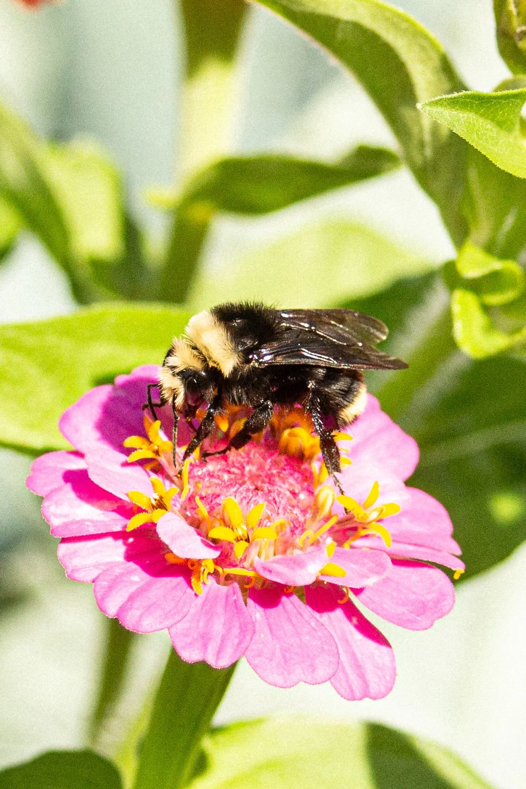 Abundant Bumble Bee EMMAFENSKEPHOTOGRAPHY.jpg