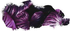 SavvyBranding-Button2.png