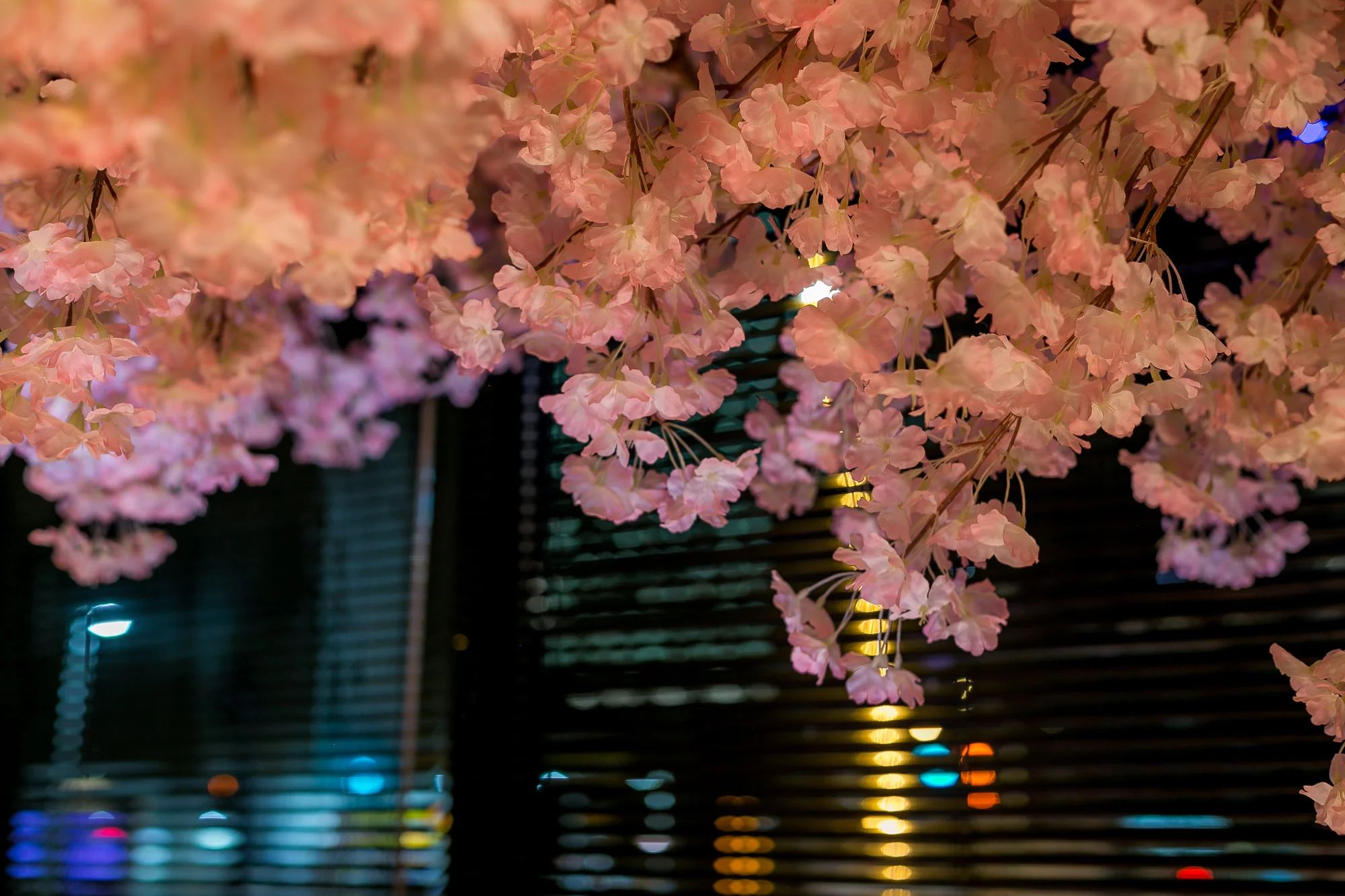 Blossom-Web-18.JPG