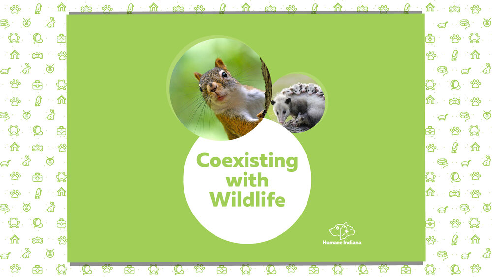 April-Coexisting-with-Wildlife_fb-event.jpg