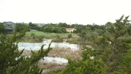 marsh-e1339698350198.jpg