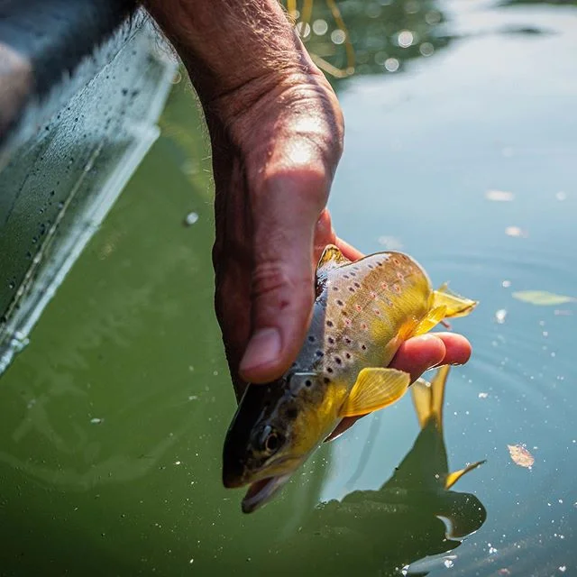 Hooch gold.
.
.
Fujifilm XT3 | XF 16-55.
.
.
#flyfishing #keepemwet #morethanthefish #catchandrelease #flyfish #seewhatsoutthere #flyfishingphotography #thetugisthedrug #stealthcraftboats #wildbrowntrout #chattahoocheeriver #fujifilm #xt3 #driftboat 