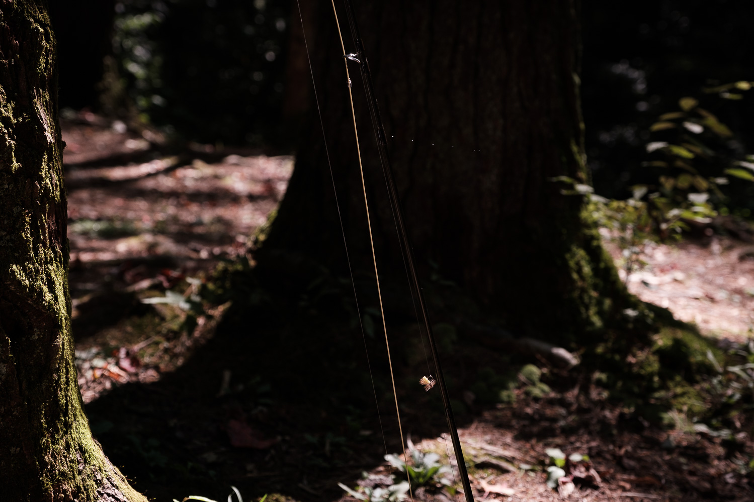 Gear Review - Using the ECHO DRY 9' 2wt as a European Nymphing Rod — Sammy  Chang Photography
