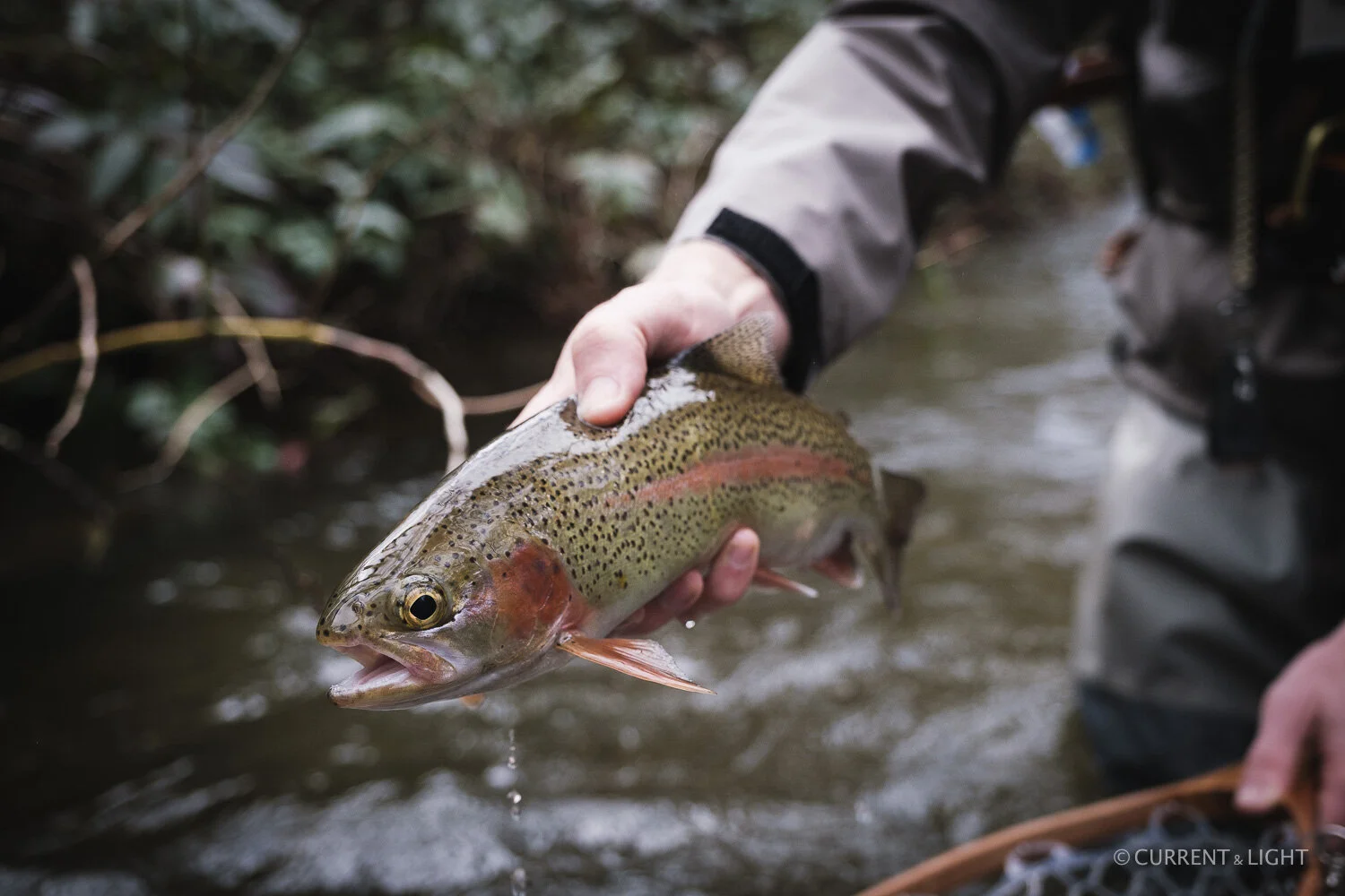 Fish in Focus (click to view)