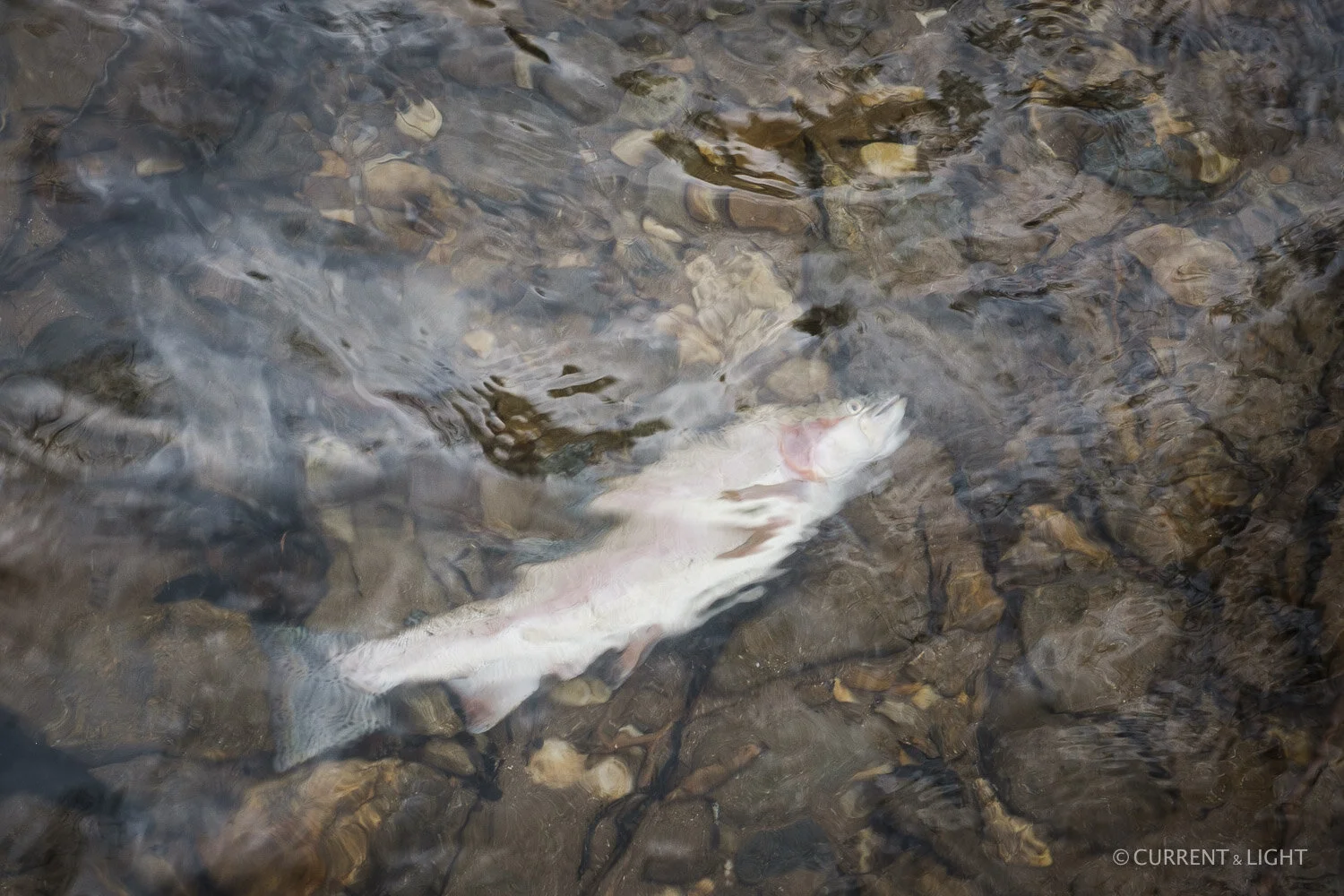 20.1.24_C&L - Fish-1.jpg