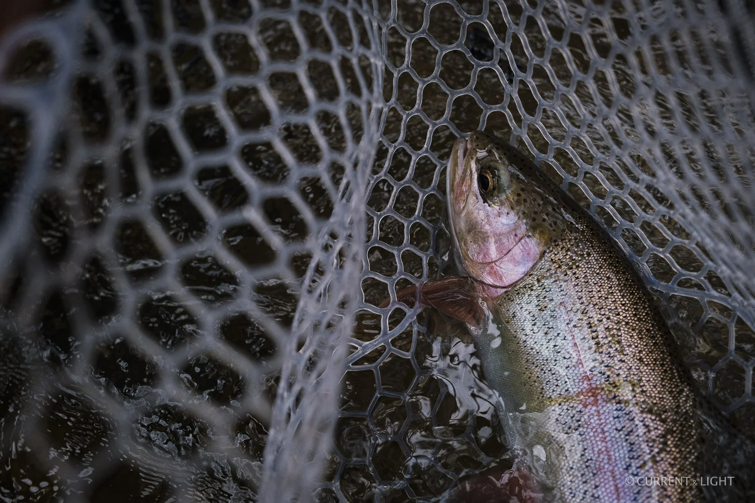20.1.24_C&L - Fish-3.jpg