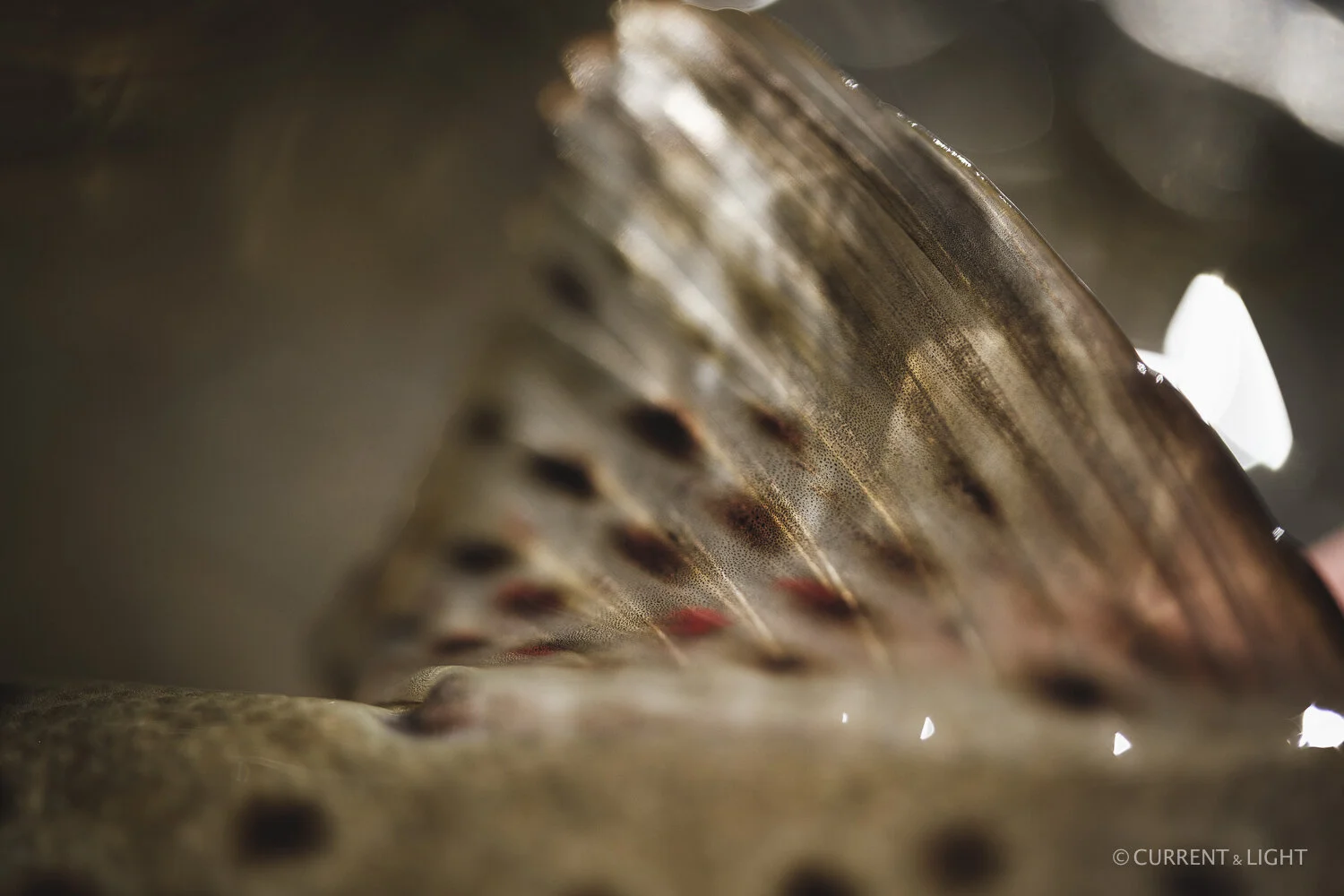 20.1.24_C&L - Fish-7.jpg