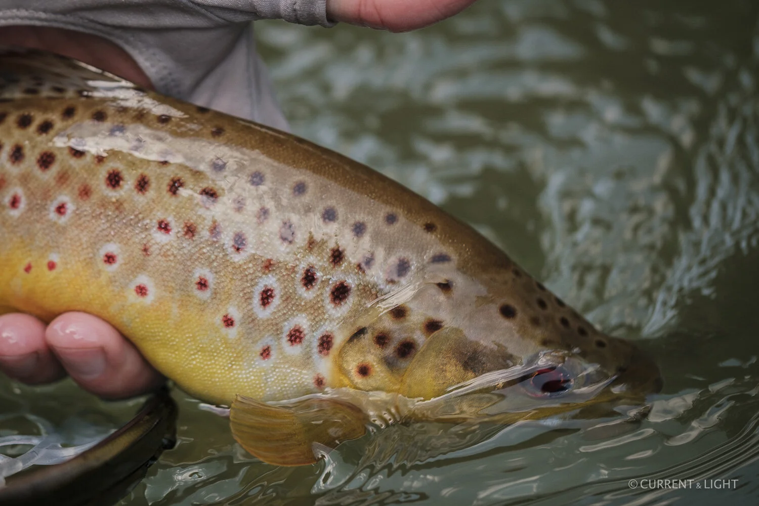 20.1.24_C&L - Fish-18.jpg
