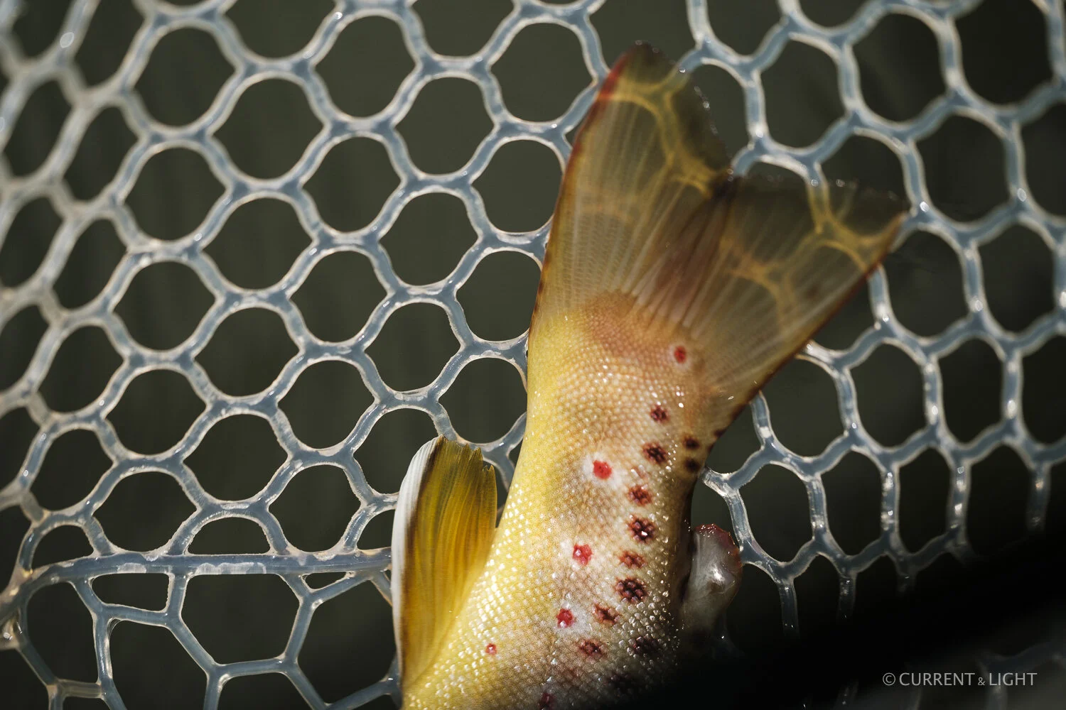 20.1.24_C&L - Fish-19.jpg