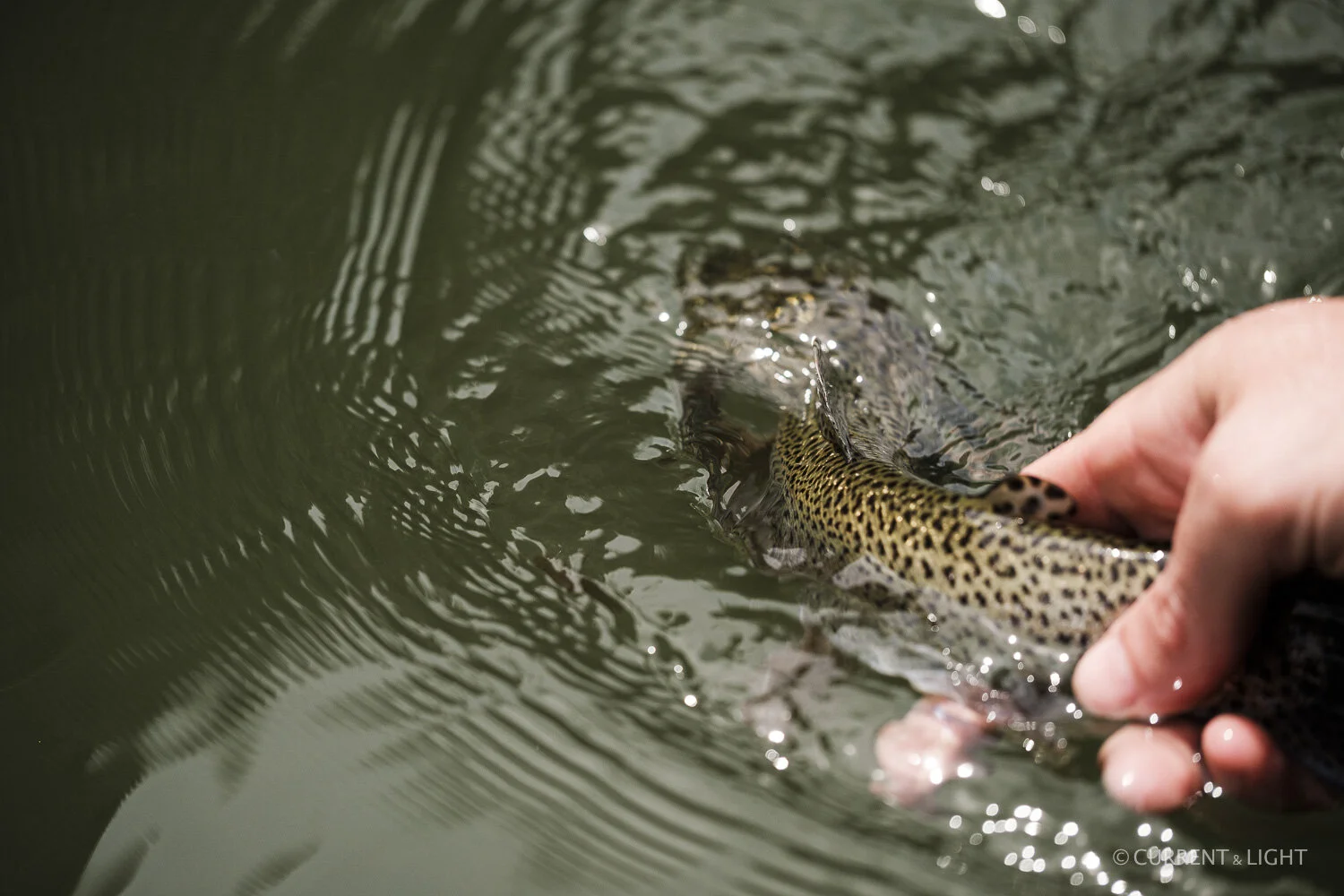 20.1.24_C&L - Fish-21.jpg