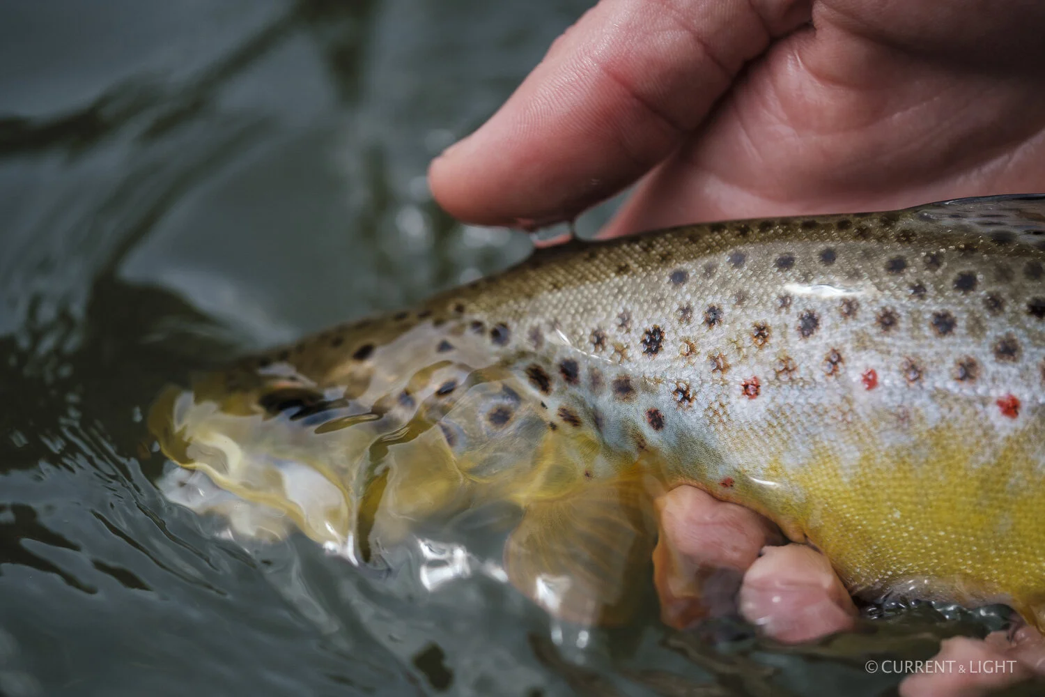 20.1.24_C&L - Fish-23.jpg
