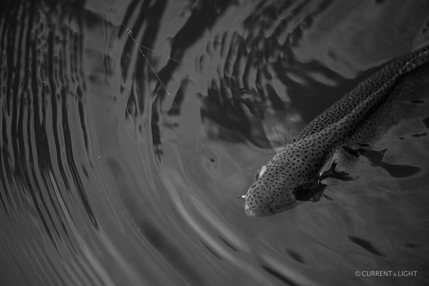 20.1.24_C&L - Fish-24.jpg