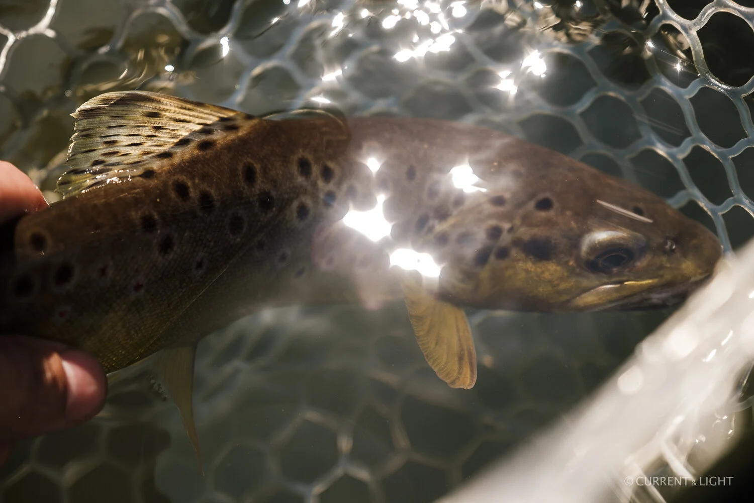 20.1.24_C&L - Fish-32.jpg