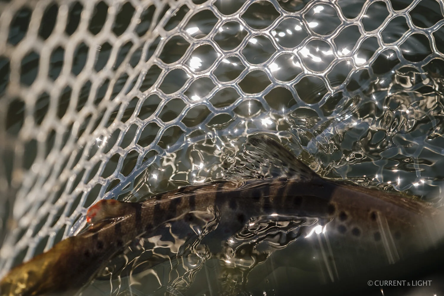 20.1.24_C&L - Fish-33.jpg