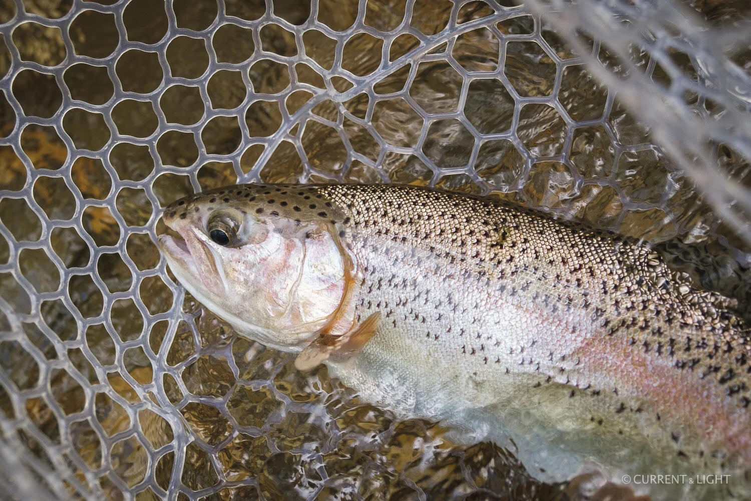 20.1.24_C&L - Fish-38.jpg