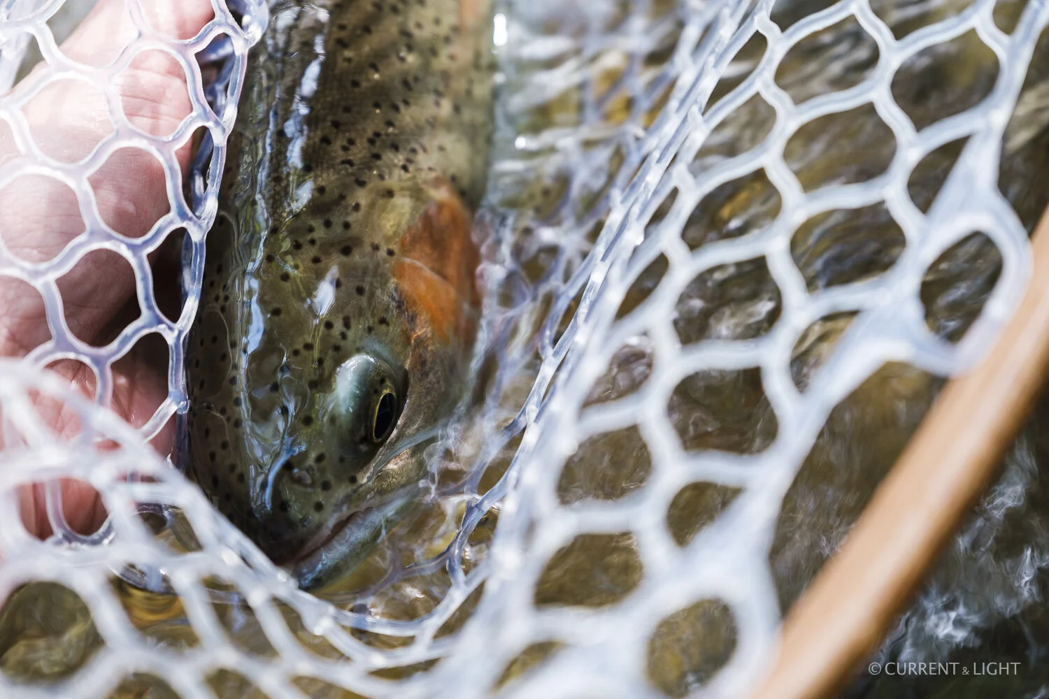 20.1.24_C&L - Fish-39.jpg