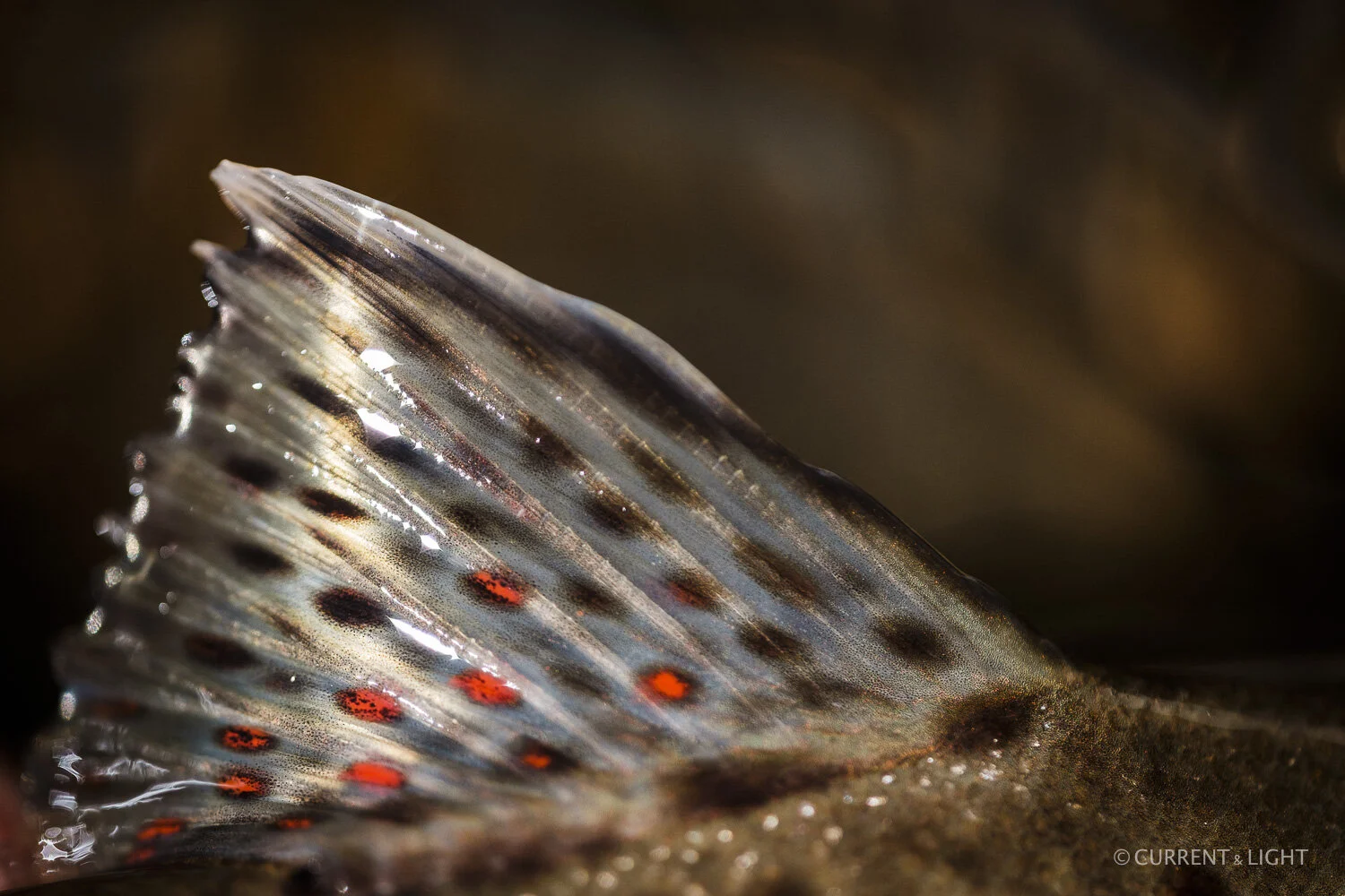 20.1.24_C&L - Fish-41.jpg