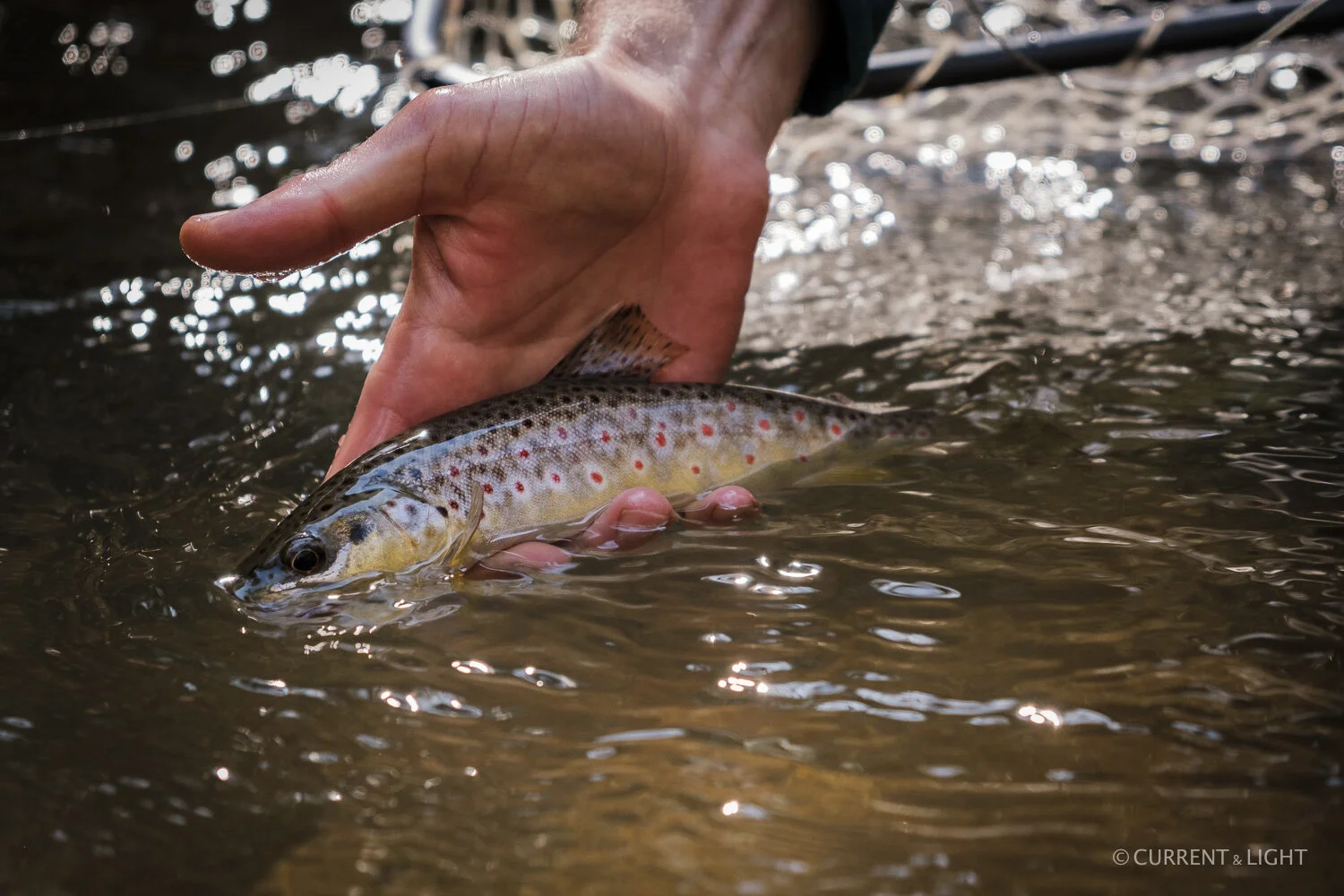 20.1.24_C&L - Fish-44.jpg