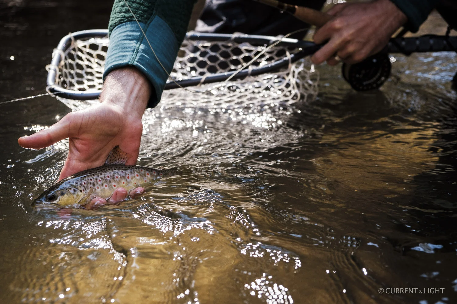 20.1.24_C&L - Fish-45.jpg