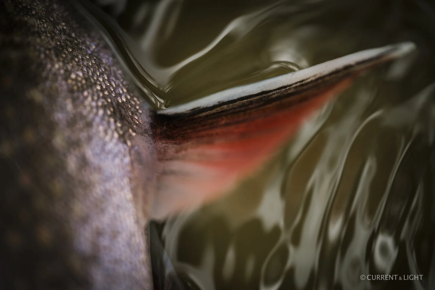 20.1.24_C&L - Fish-47.jpg
