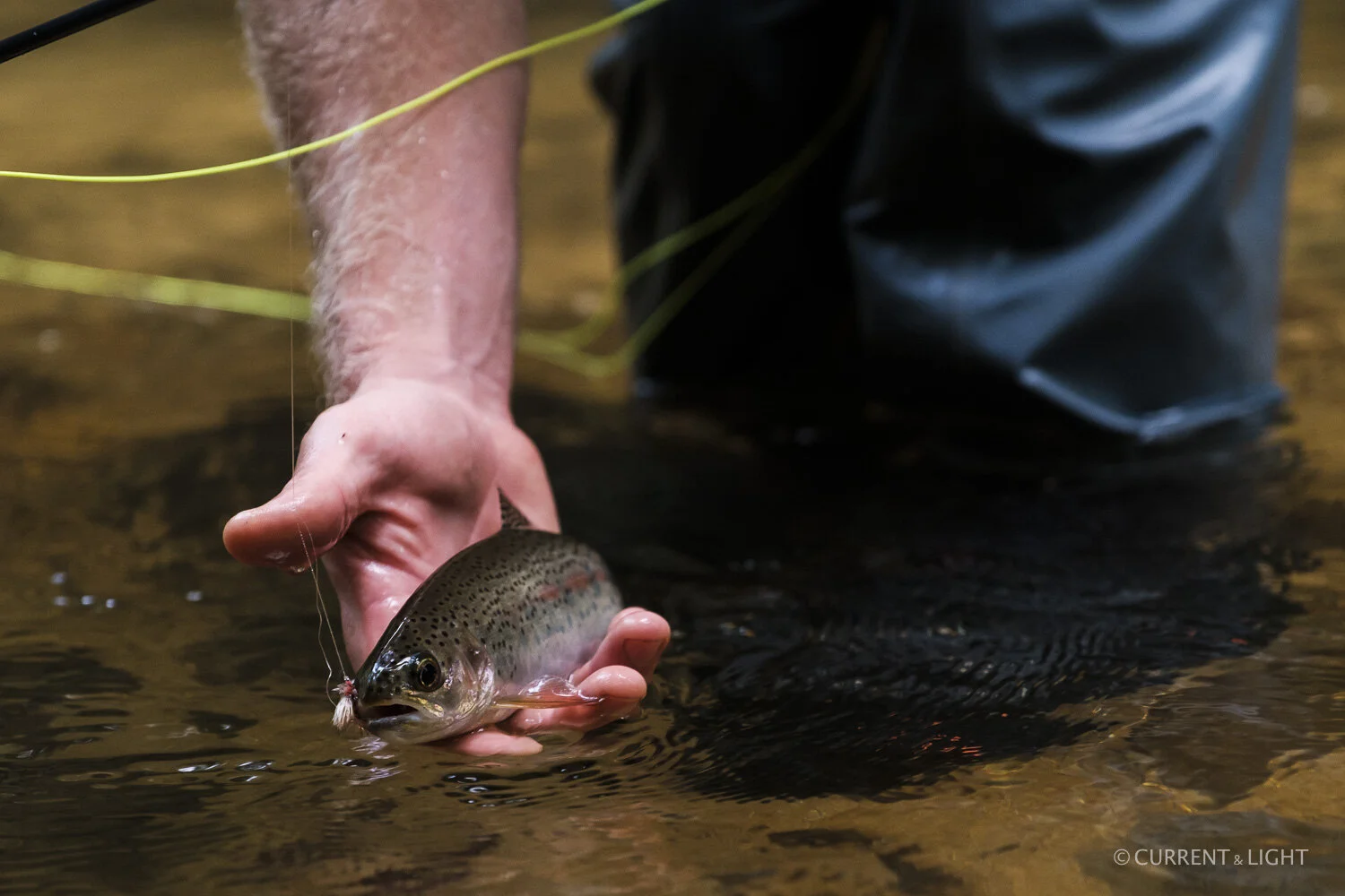 20.1.24_C&L - Fish-54.jpg