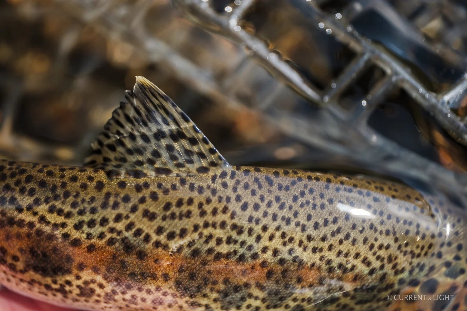 20.1.24_C&L - Fish-57.jpg