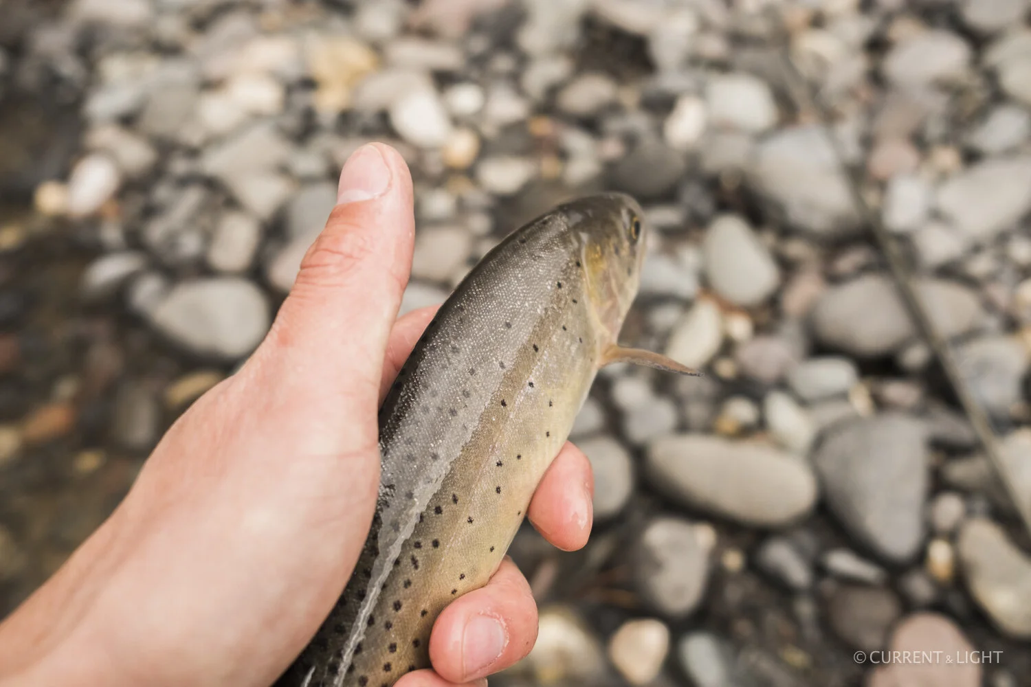 20.1.24_C&L - Fish-73.jpg
