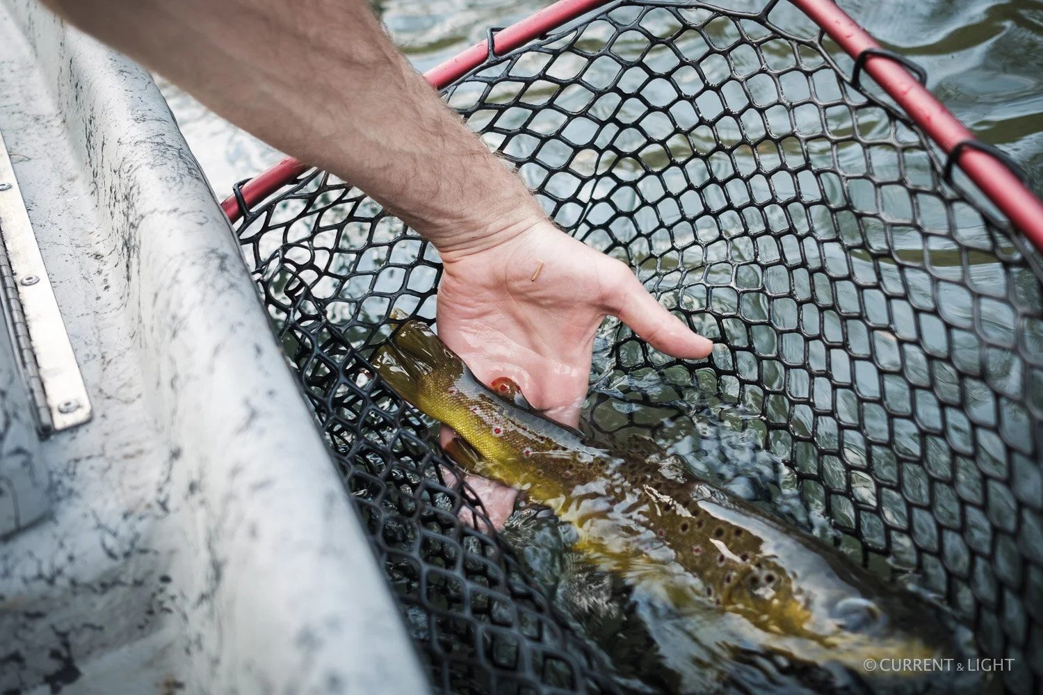 20.1.24_C&L - Fish-83.jpg