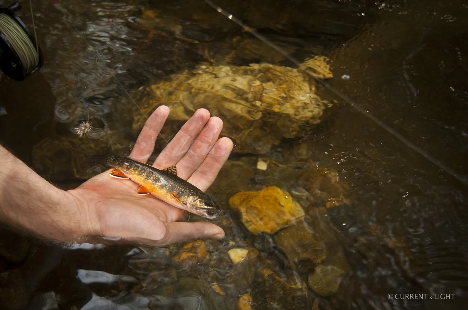 20.1.24_C&L - Fish-93.jpg