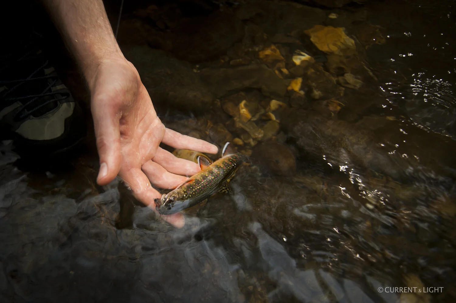 20.1.24_C&L - Fish-95.jpg
