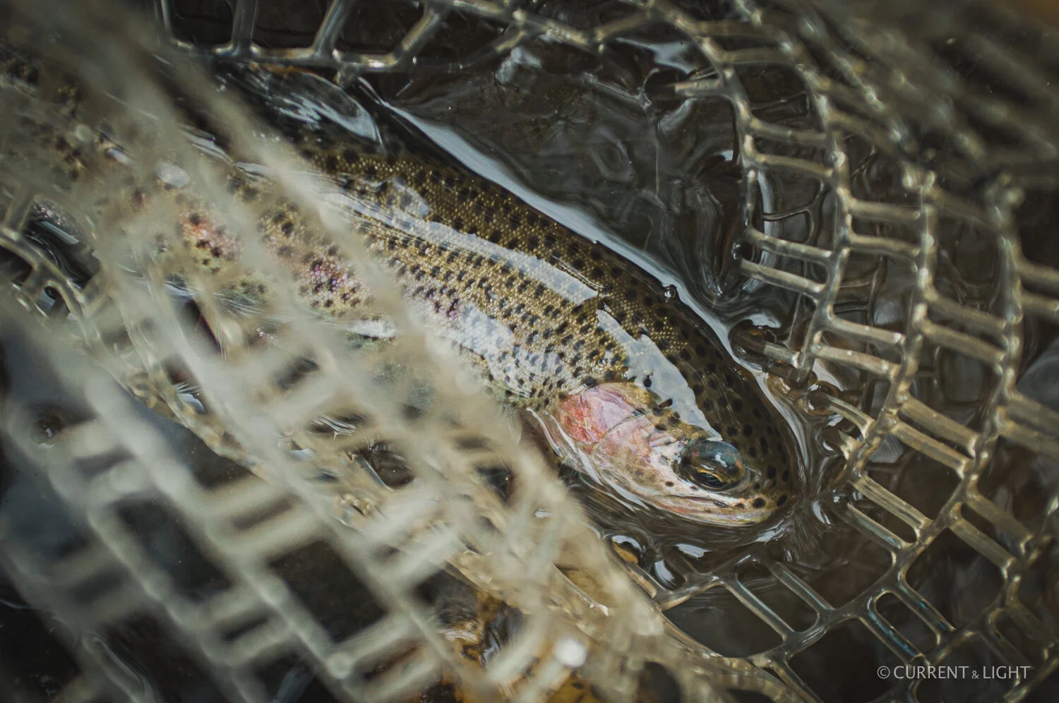 20.1.24_C&L - Fish-96.jpg