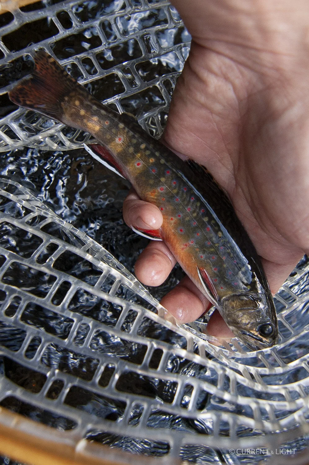 20.1.24_C&L - Fish-100.jpg