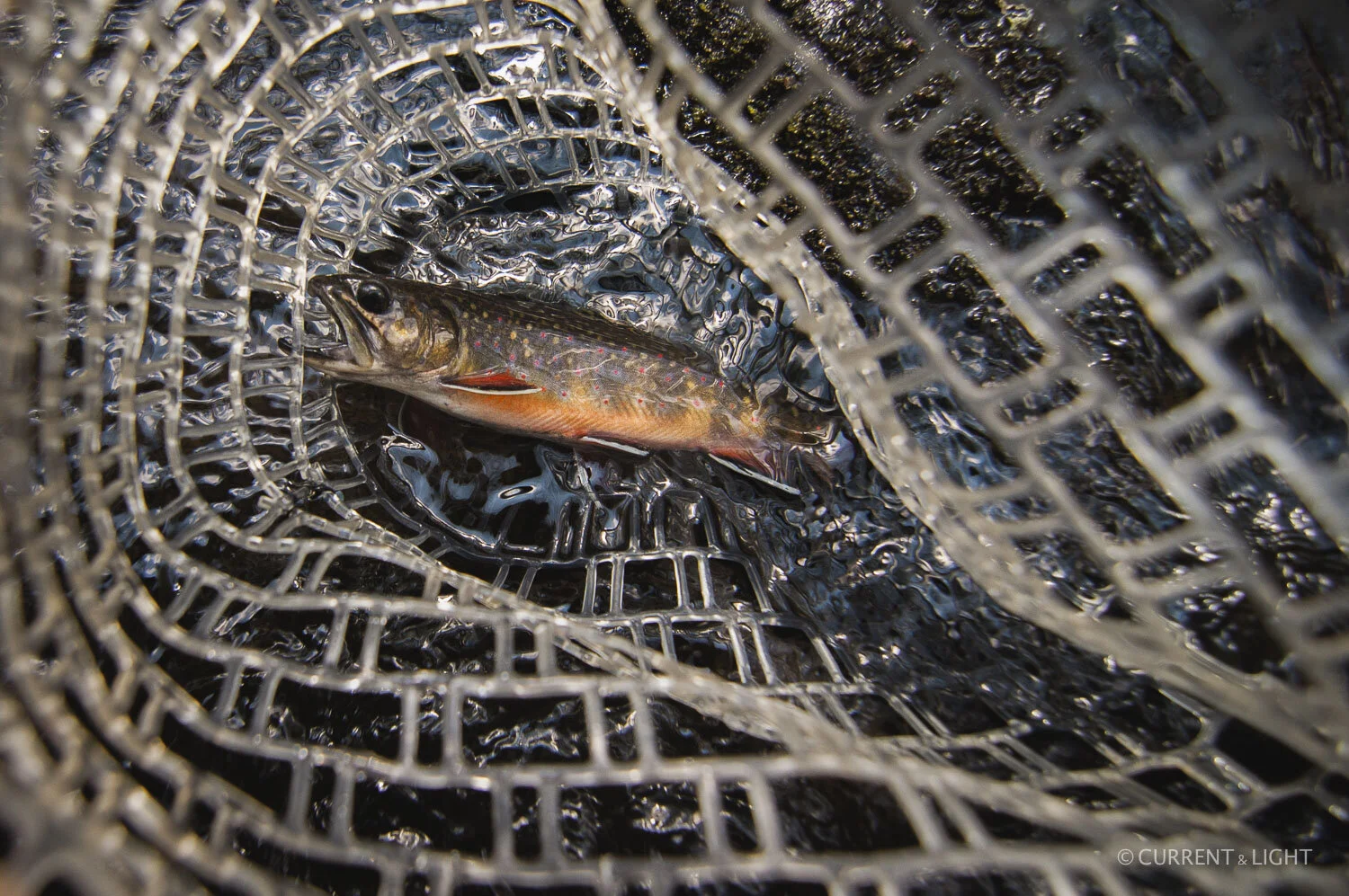 20.1.24_C&L - Fish-101.jpg