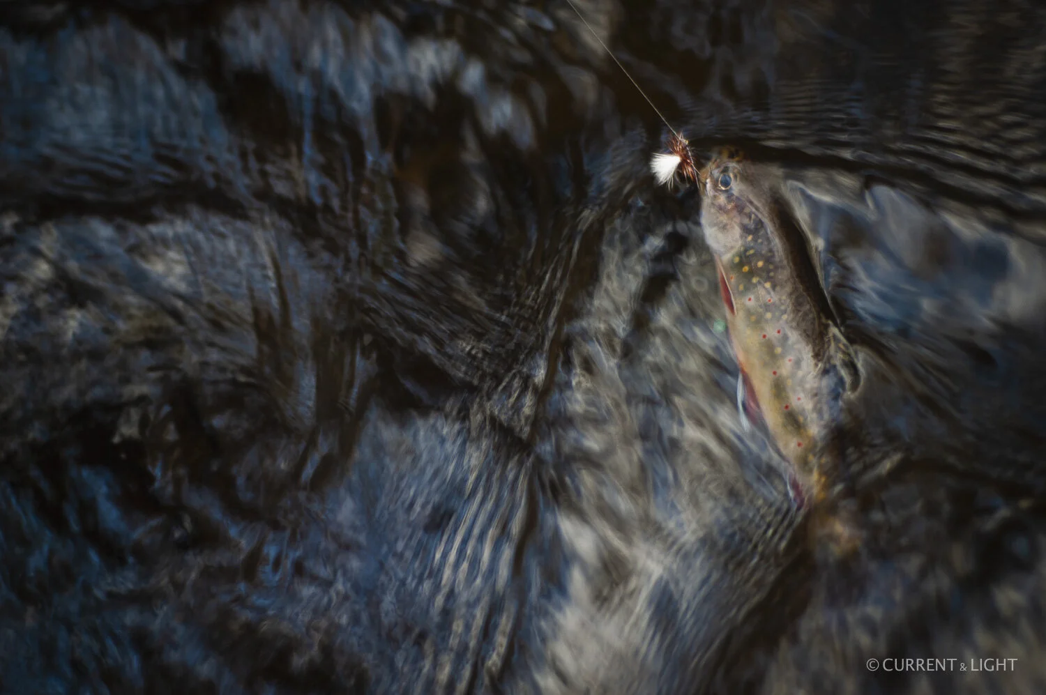 20.1.24_C&L - Fish-103.jpg