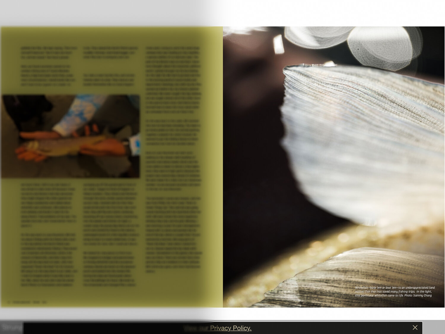 Strung Magazine Spring 2021 - Whitefish Pectoral Macro