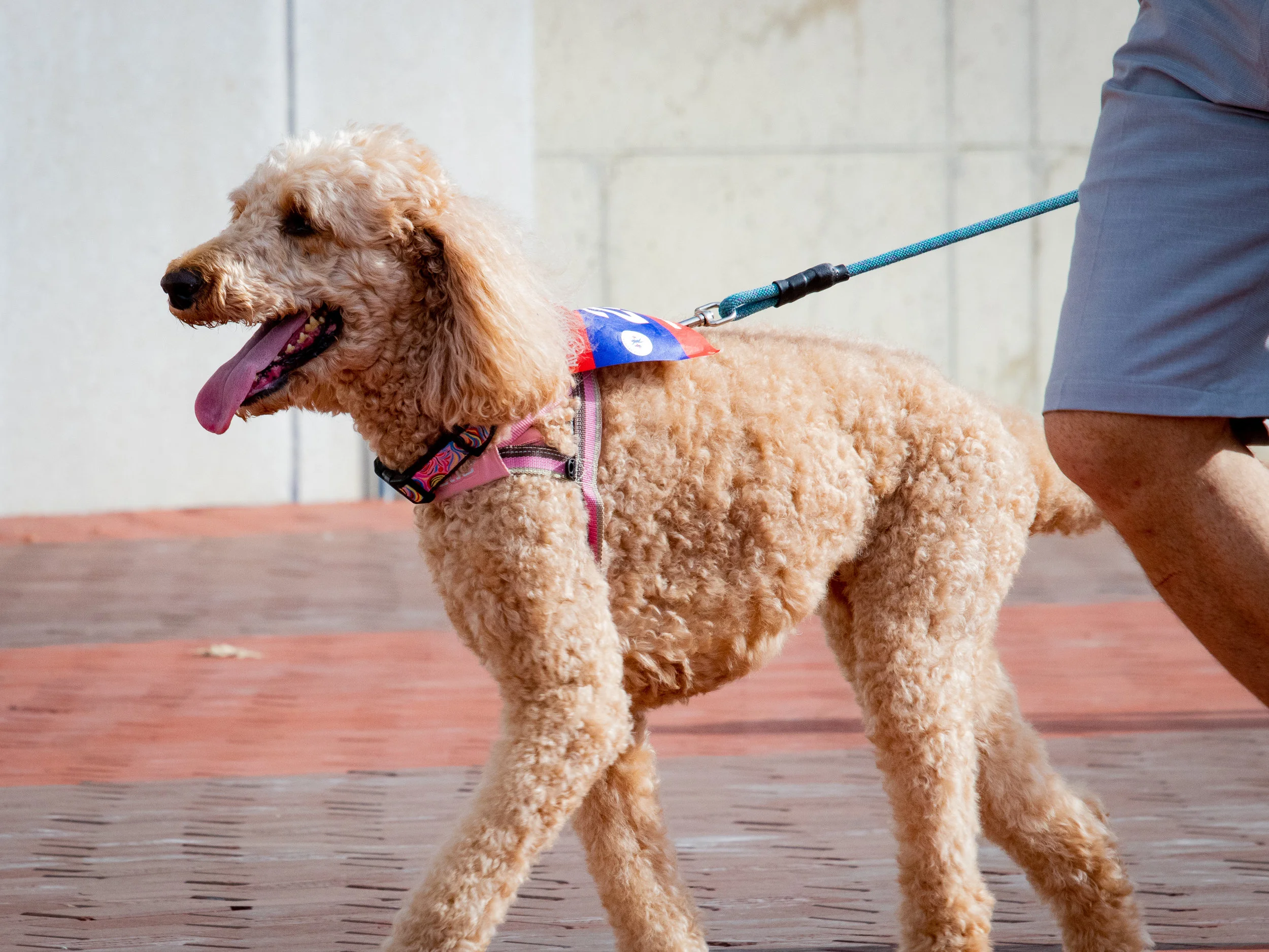 Lizzy the poodle participates in the 5K Fun Run at the Ohio State University.