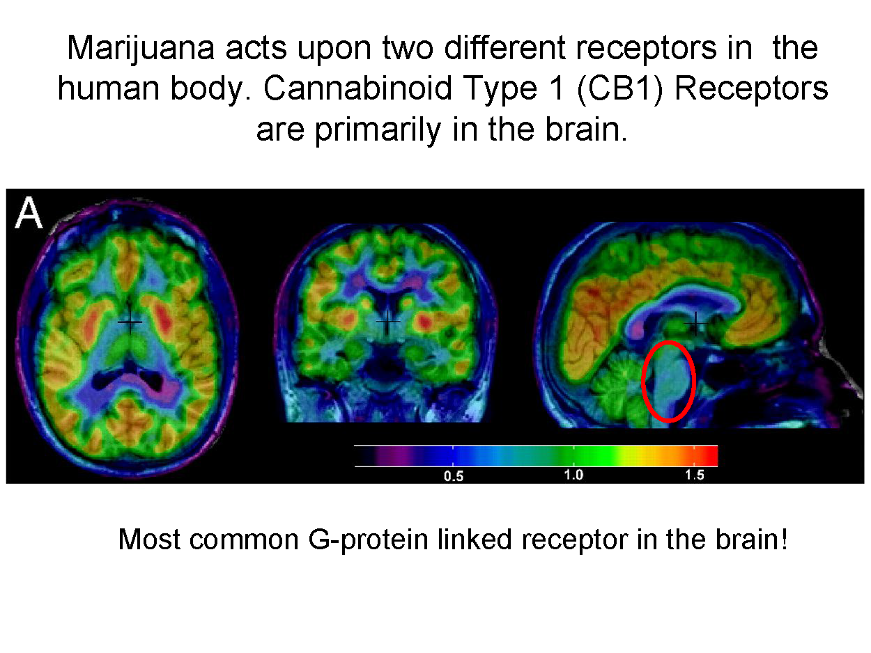 Science behind Medical Marijuana Oct_Page_04.png