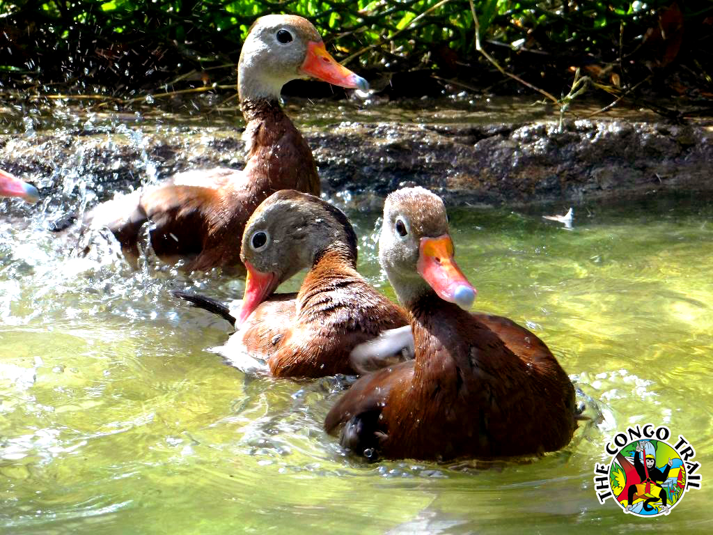 66 Ducks.jpg