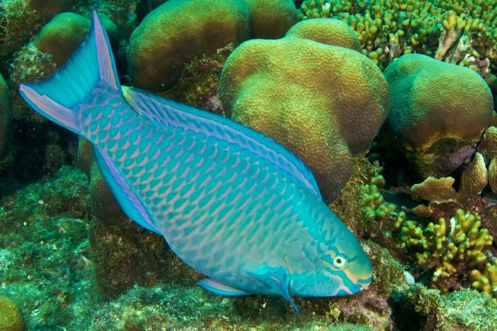 What Does Parrotfish Eat _ Parrotfish Facts – TSDG