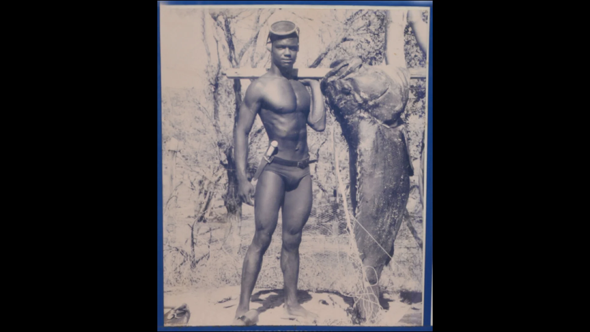 Curaçaoan spearfisherman Jose Streder in 1960 with a goliath grouper. These fish are now effectively extinct in Curaçao’s waters.