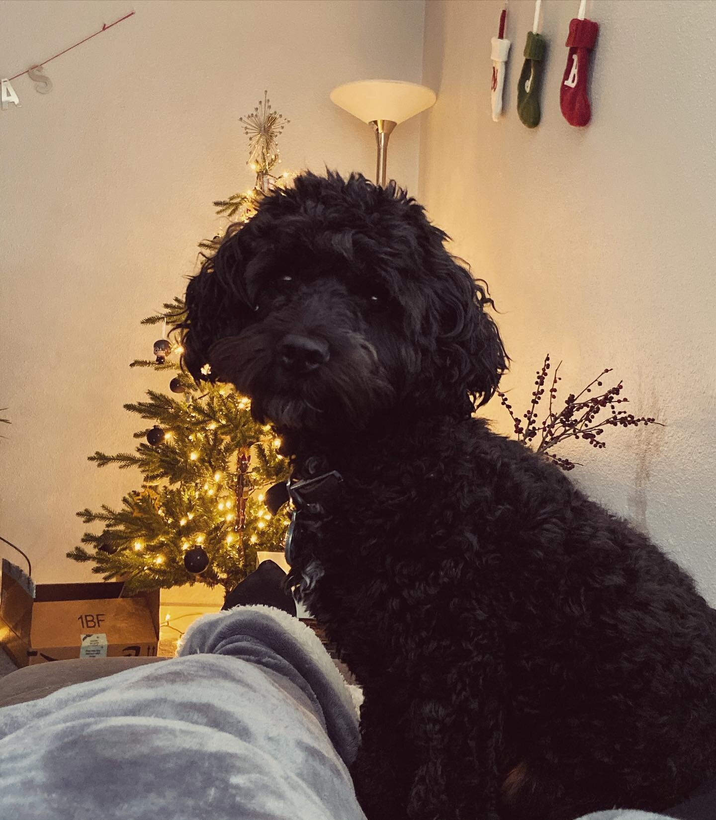 Merry Christmas from all of us to you! ✨ 🎄