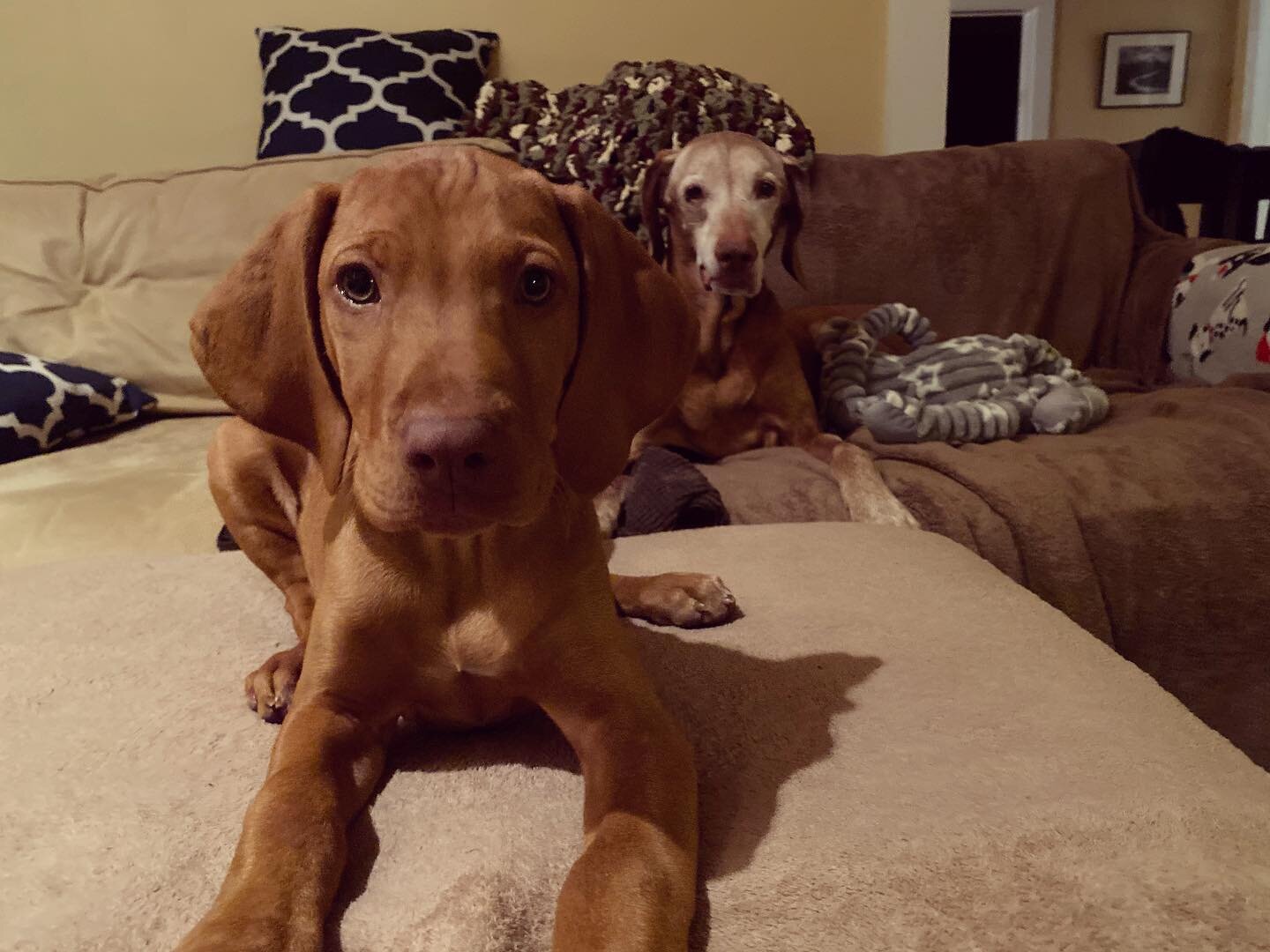 Do you have a breed you&rsquo;re absolutely in love with? Vizslas have stolen our hearts 😍

#campdogcos #campdog #cos #coloradosprings #colorado #mycosprings #my_cosprings #visitcoloradosprings  #local #mycos #smallbusiness #petcare #petsitting #viz